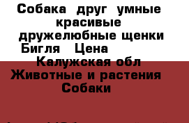 Собака- друг: умные, красивые, дружелюбные щенки Бигля › Цена ­ 15 000 - Калужская обл. Животные и растения » Собаки   
